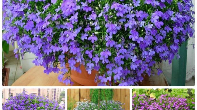 hat-giong-hoa-cuc-lobelia-2-min
