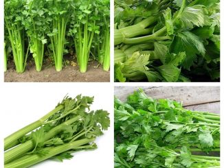 Cách trồng rau cần tây chịu nhiệt 1 hat giong rau can tay 5 min