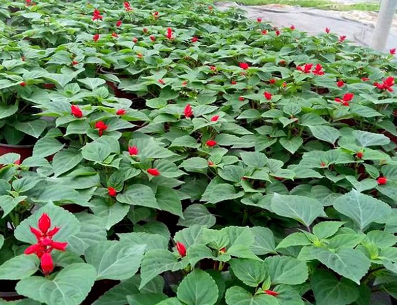 Ý nghĩa Cây Hoa Xác Pháo đỏ-loài hoa tết đầy may mắn 8 những cây hoa sắc pháo đỏ còn nhỏ