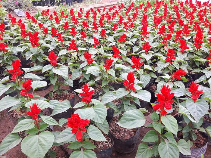 Ý nghĩa Cây Hoa Xác Pháo đỏ-loài hoa tết đầy may mắn 7 hoa xác pháo đỏ bắt đầu nở