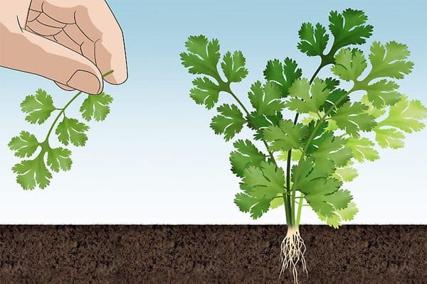 Cách trồng rau mùi cho thu hoạch cả tuần liên tục 30 ngày 5 cách hái rau mùi