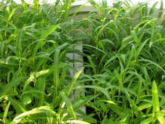 Trồng Cây rau muống sạch trong thùng xốp 19 rau muong 4