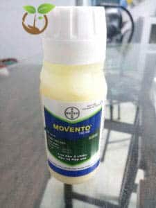 Bệnh đốm lá trên cây hoa hồng và cách phòng bệnh 3 Thuốc trừ sâu Movento 150OD