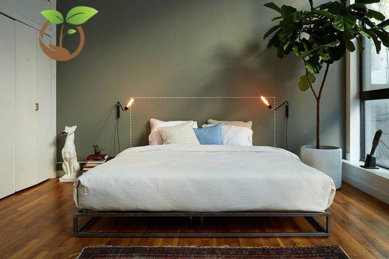 Chăm sóc cây bàng Singapore xanh tươi tốt quanh năm 6 Đặc điểm cây bàng Singapore để phòng ngủ