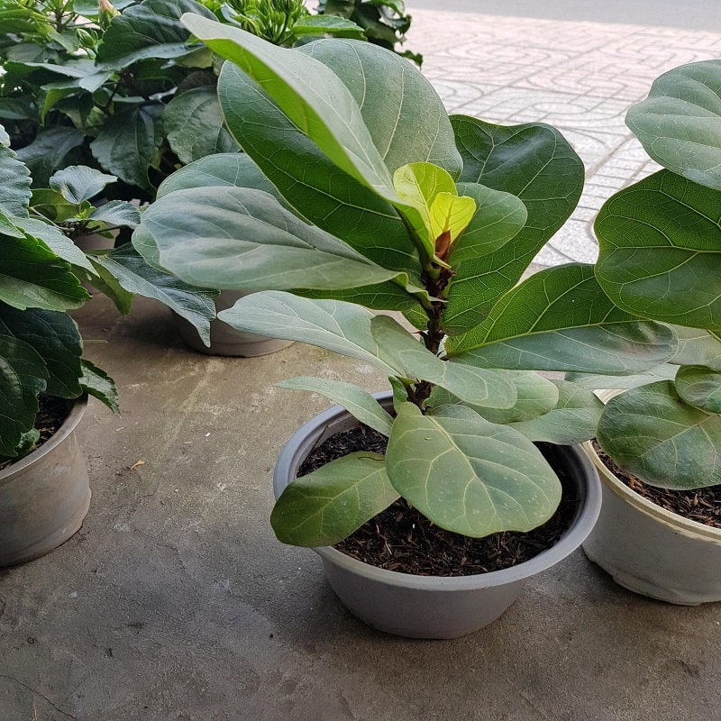 Chăm sóc cây bàng Singapore xanh tươi tốt quanh năm 12 chậu cây bàng đẹp