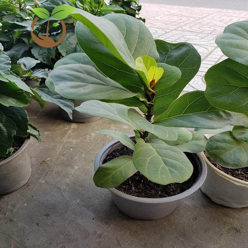Chăm sóc cây bàng Singapore xanh tươi tốt quanh năm 9 Cách chăm sóc cây bàng Singapore tốt trên chậu