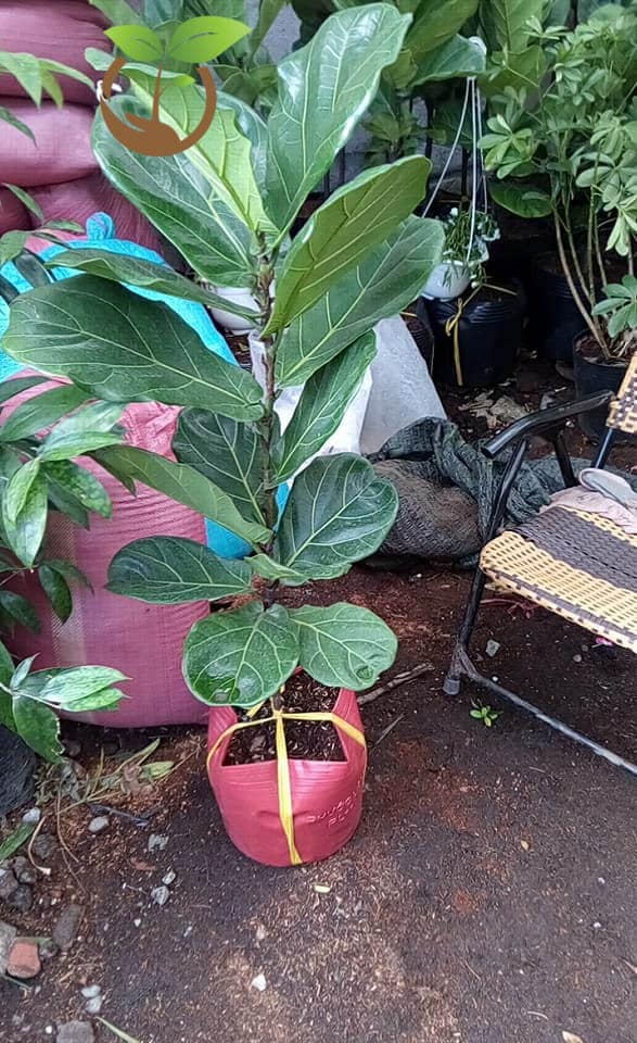 Chăm sóc cây bàng Singapore xanh tươi tốt quanh năm 14 Các bệnh thường gặp và cách phòng trừ