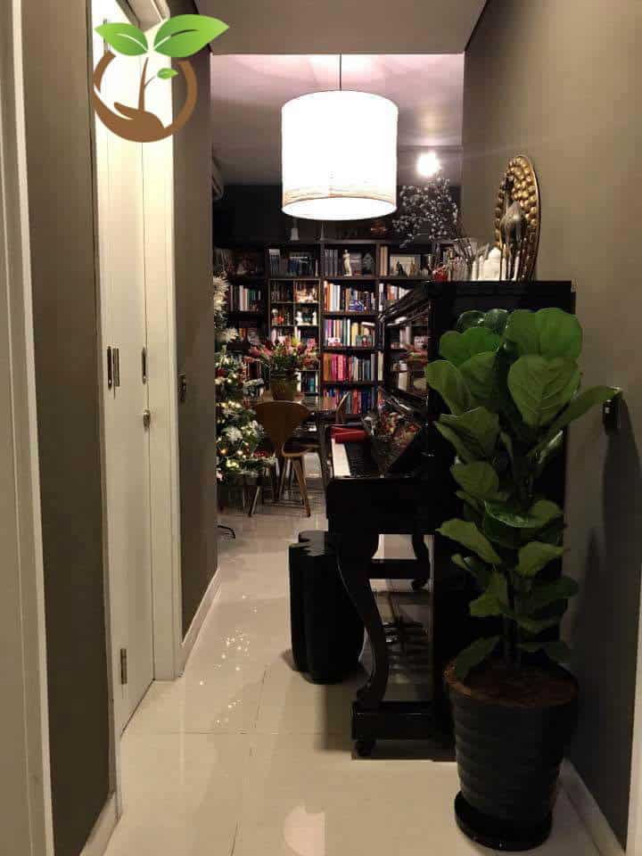Chăm sóc cây bàng Singapore xanh tươi tốt quanh năm 4 Đặc điểm cây bàng Singapore