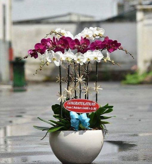 Giới thiệu Shop bán hoa lan hồ điệp ở TpHCM 1 Giới thiệu Shop bán hoa lan hồ điệp ở TpHCM