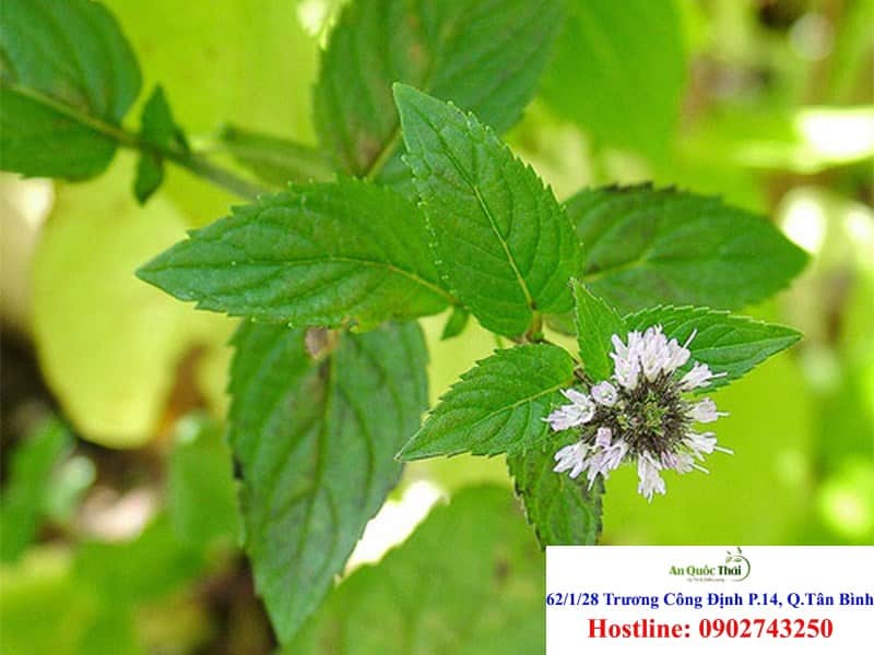 Cây hương nhu, tác dụng và cách dùng chữa bệnh 2 Các công dụng của hượng nhu: