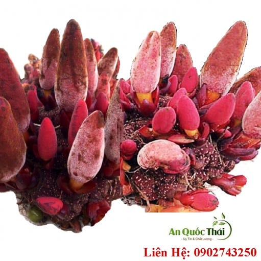 Nấm Ngọc Cẩu và công dụng thần kỳ chuyện phòng the 2 Nhận biết nấm ngọc cẩu tươi