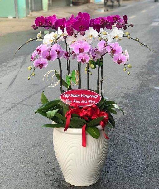 Giới thiệu Shop bán hoa lan hồ điệp ở TpHCM 2 Giá cả phải chăng