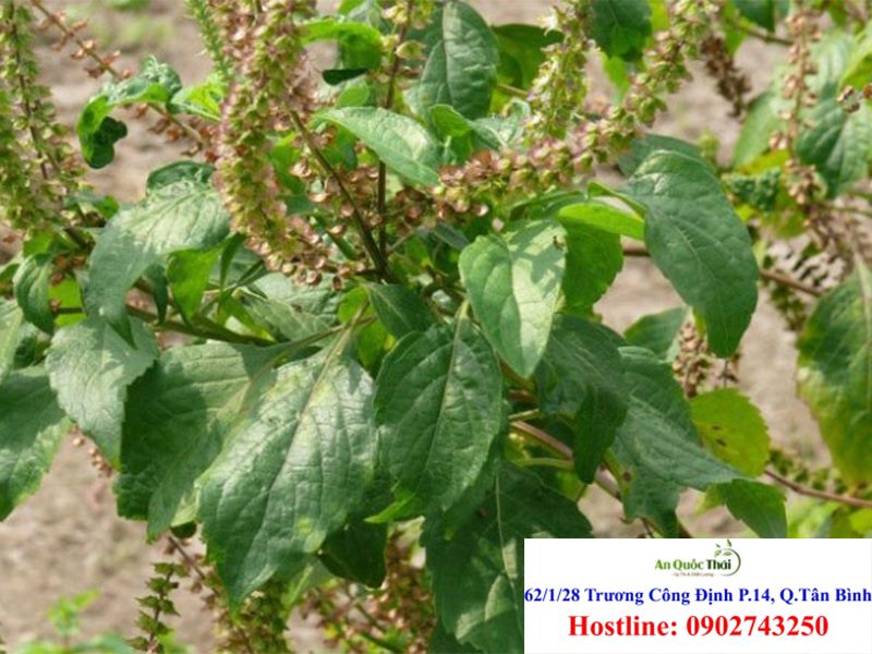 Cây hương nhu, tác dụng và cách dùng chữa bệnh 3 Một số lưu ý khi sử dụng hương nhu: