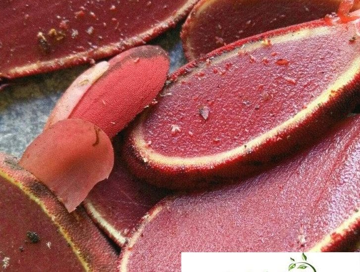Nấm Ngọc Cẩu và công dụng thần kỳ chuyện phòng the 3 Nấm ngọc cẩu mọc ở đâu?