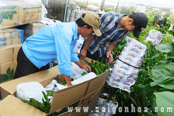 Cách vận chuyển cây cảnh đi xa an toàn và nguyên vẹn 3 3 min
