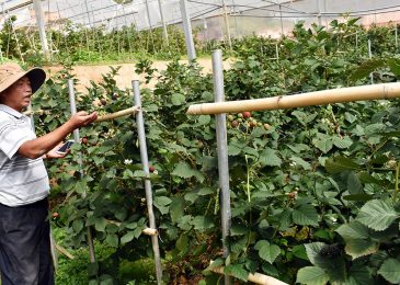 Cây phúc bồn tử đen cho thu nhập cao 3 những khu vườn vườn quả phúc bồn tử