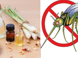 Cách sử dụng tinh dầu đuổi muỗi 7 1