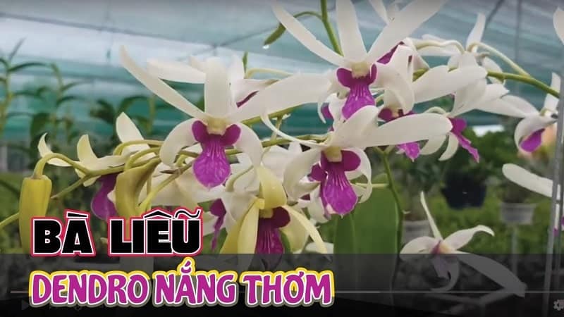 Hoa lan dendro-cách chăm sóc cây ra hoa quanh năm 44 mặt hoa đa dạng Lan dendro nắng trắng bà liễu hoa đẹp
