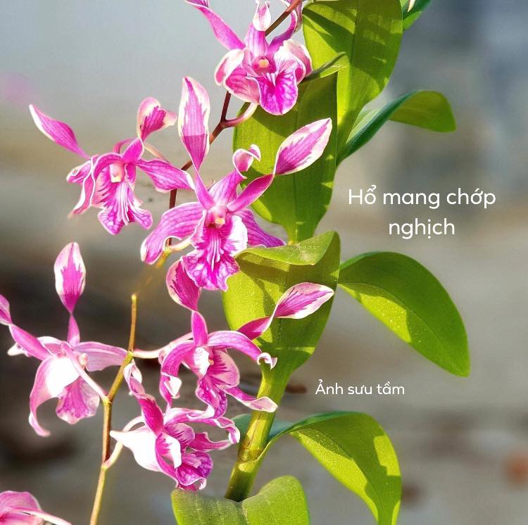 Hoa lan dendro-cách chăm sóc cây ra hoa quanh năm 41 Lan dendro nắng chớp Chớp Hổ Mang rất tuyệt vời