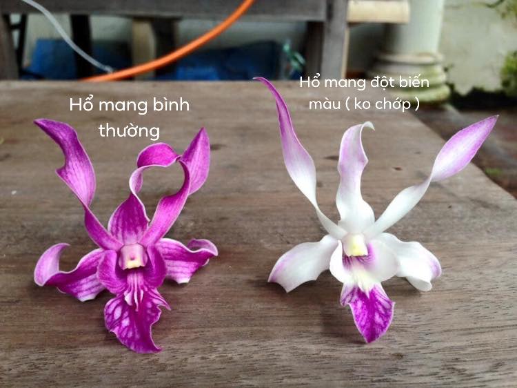 Hoa lan dendro-cách chăm sóc cây ra hoa quanh năm 40 Lan dendro nắng chớp Chớp Hổ Mang
