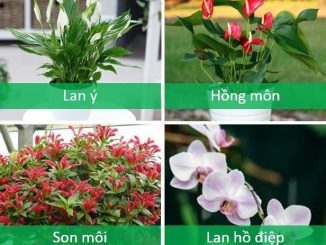 Cách trồng cây cảnh căn hộ chung cư hợp phong thủy không thể bỏ qua 8 Những chậu cây nhỏ đem lại những điểm nhấn đẹp mắt cho căn hộ