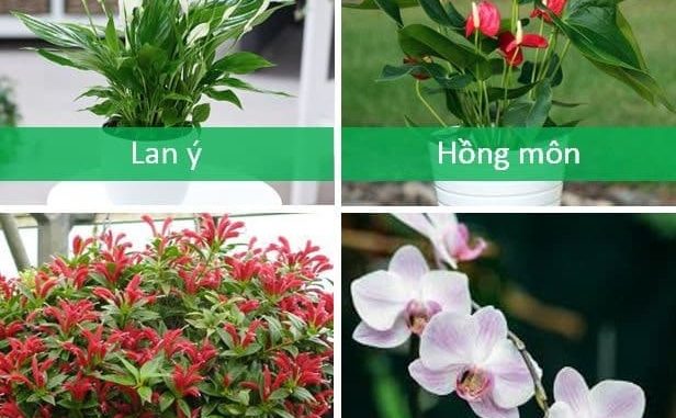 cay-canh-can-ho (2)-min Những chậu cây nhỏ đem lại những điểm nhấn đẹp mắt cho căn hộ