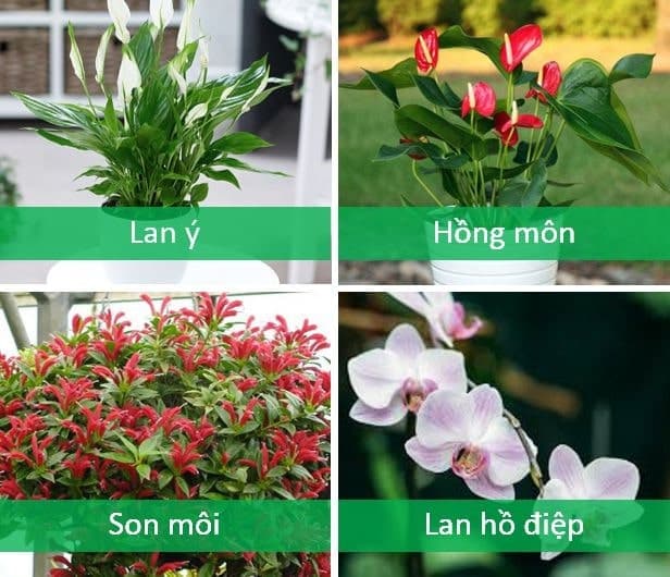 Cách trồng cây cảnh căn hộ chung cư hợp phong thủy không thể bỏ qua 1 Những chậu cây nhỏ đem lại những điểm nhấn đẹp mắt cho căn hộ