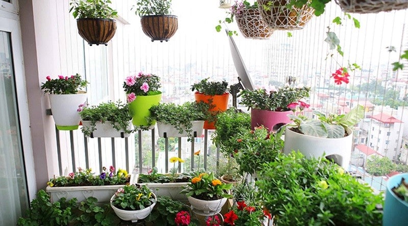 Cách trồng cây cảnh căn hộ chung cư hợp phong thủy không thể bỏ qua 2 Hàng cây ngoài ban công giúp luồng khí vào phòng khách trong sạch hơn