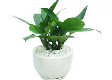 Top 05 loại cây cảnh phong thủy doanh nghiệp giúp tài lộc ùa về 2 Cây Trầu Bà Đế Vương có tên gọi rất kiêu hãnh và xua tan tà khí