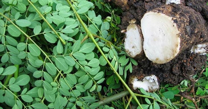 cây chùm ngây là gì? tác dụng chữa nhiều bệnh của cây 13 cây chùm ngây ngâm rượu có tác dụng gì