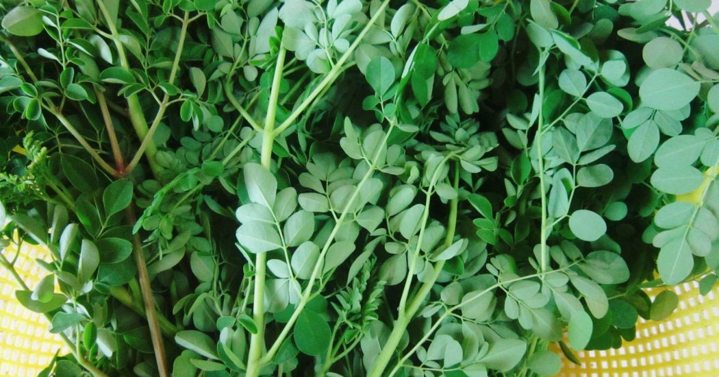 cây chùm ngây là gì? tác dụng chữa nhiều bệnh của cây 8 cây chùm ngây có tác dụng gì