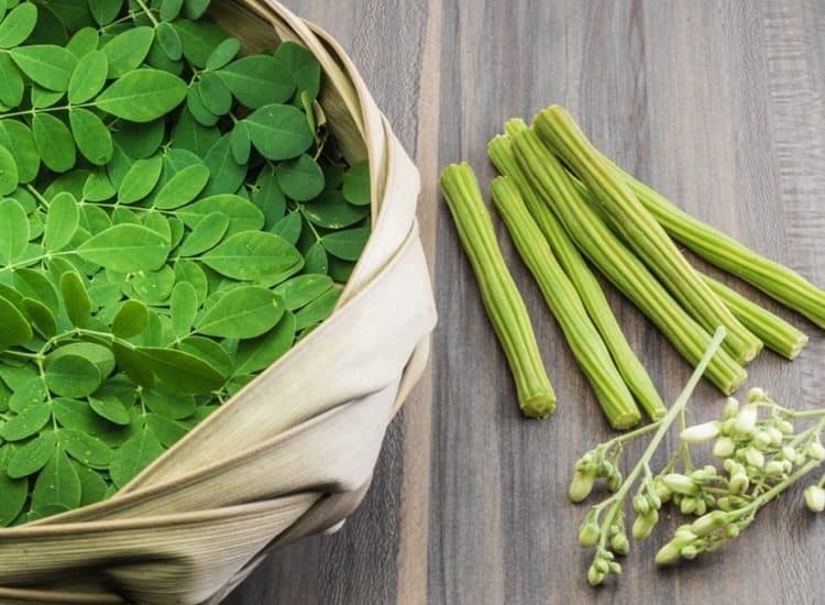 cây chùm ngây là gì? tác dụng chữa nhiều bệnh của cây 10 cây chùm ngây với phụ nữ sau sinh