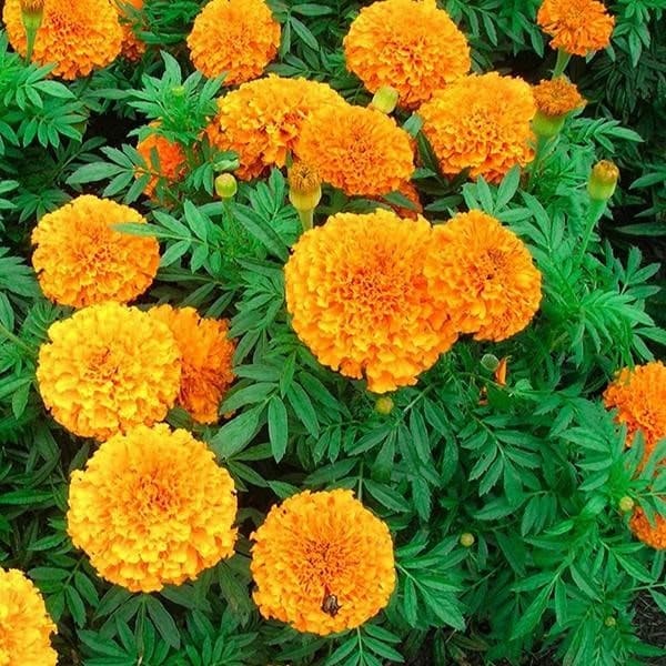 Hoa cúc vạn thọ-Cách chăm sóc-Ý nghĩa hoa cúc vạn thọ 2 chăm sóc hoa cúc vạn thọ