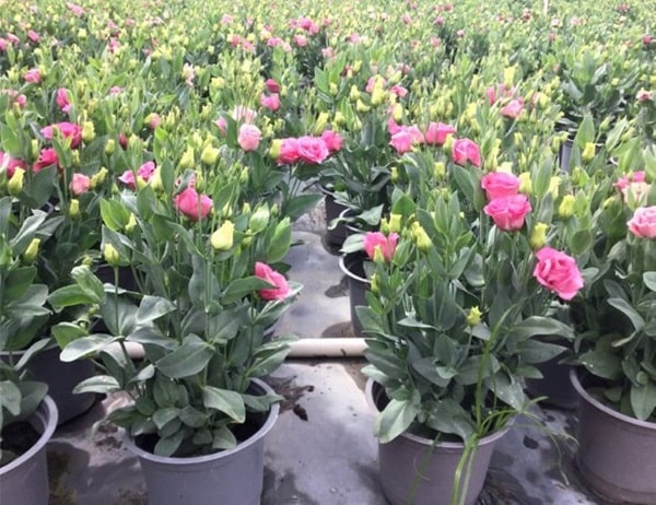 Hoa cát tường-ý nghĩa cuộc sống-hoa phong thủy 1 những chậu hoa cát tường tuyệt đẹp