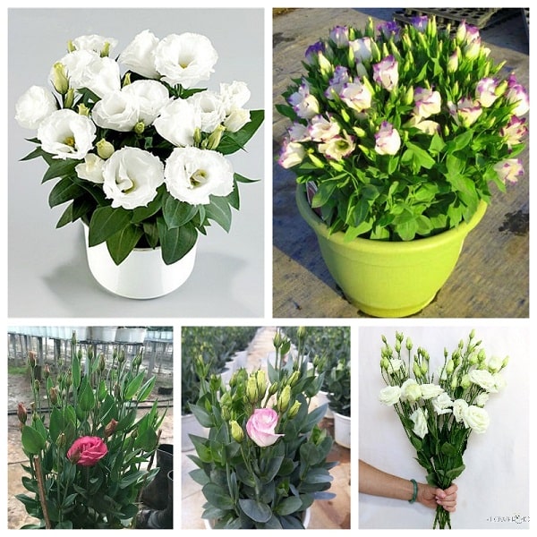 Hoa cát tường-ý nghĩa cuộc sống-hoa phong thủy 17 những chậu hoa cát tường đẹp