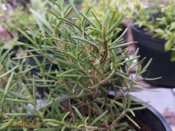 Cây hương thảo có tác dụng gì? đuổi muỗi- ý nghĩa phong thủy 6 cây hương thảo bị đen lá