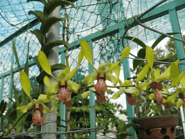 Hoa lan dendro-cách chăm sóc cây ra hoa quanh năm 25 Lan dendro.king vàng đẹp lung linh