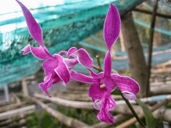Hoa lan dendro-cách chăm sóc cây ra hoa quanh năm 15 Lan dendro king hổ mang chúa màu sắc đẹp mắt