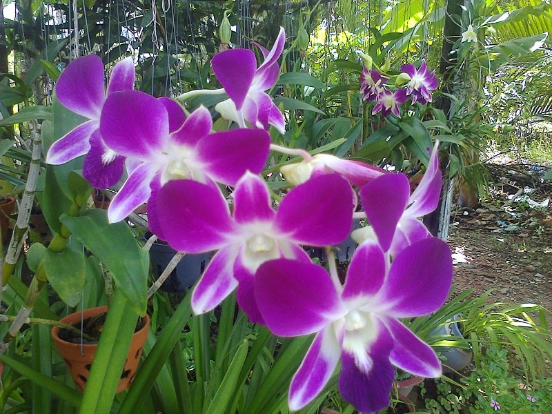 Hoa lan dendro-cách chăm sóc cây ra hoa quanh năm 59 lan dendrobium sonia tuyệt đẹp