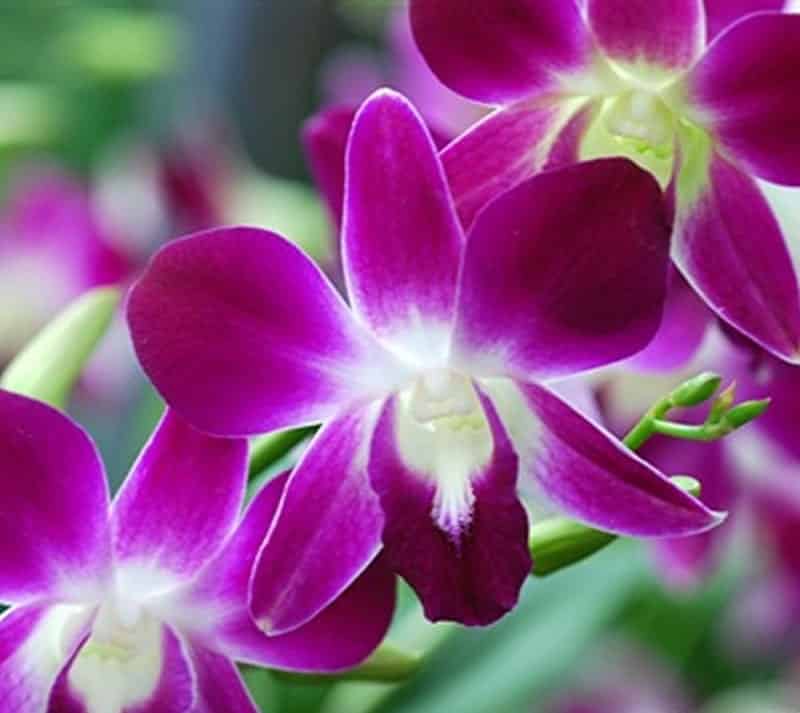 Hoa lan dendro-cách chăm sóc cây ra hoa quanh năm 58 lan dendrobium sonia