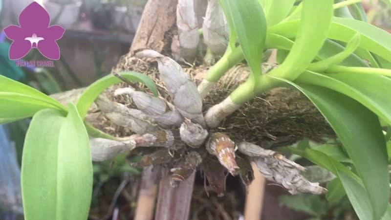 Hoa lan dendro-cách chăm sóc cây ra hoa quanh năm 51 lan rừng trường sơn phát triển khỏe mạnh