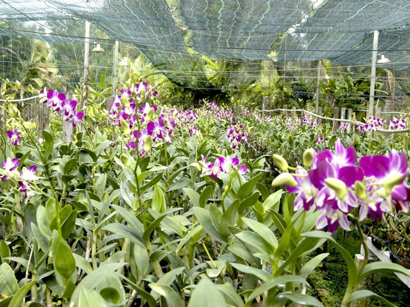 Hoa lan dendro-cách chăm sóc cây ra hoa quanh năm 54 khu vườn Lan dendro thái ra hoa nhiều