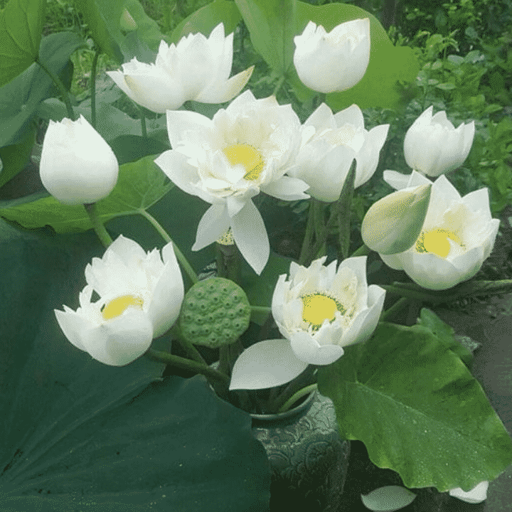 Hoa gì tặng mẹ ý nghĩa nhất 6 hoa sen tặng mẹ