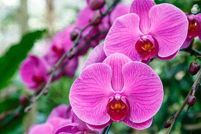 Hoa gì tặng mẹ ý nghĩa nhất 4 hoa lan tặng mẹ