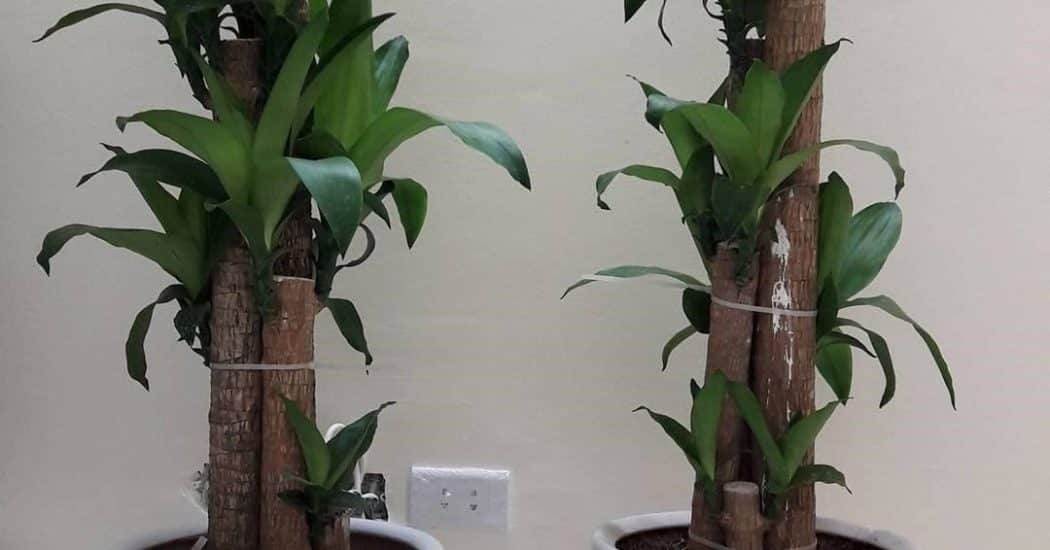 Đón 2020 bằng những cây phong thủy sau để một năm sung túc 5 cay 2 min