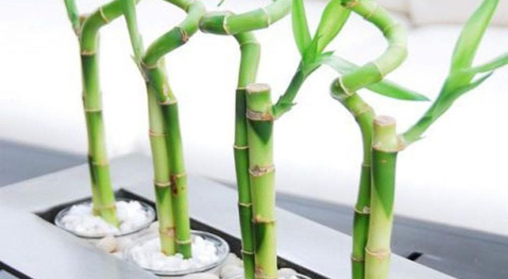 Đón 2020 bằng những cây phong thủy sau để một năm sung túc 4 cay 3 min