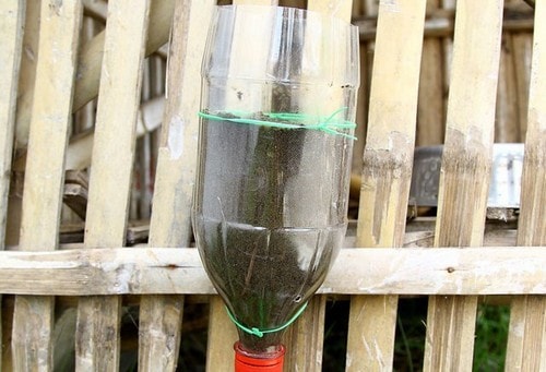 Cách trồng rau sạch bằng vỏ chai nhựa 6 cho thêm đấy vào trong chai nhựa