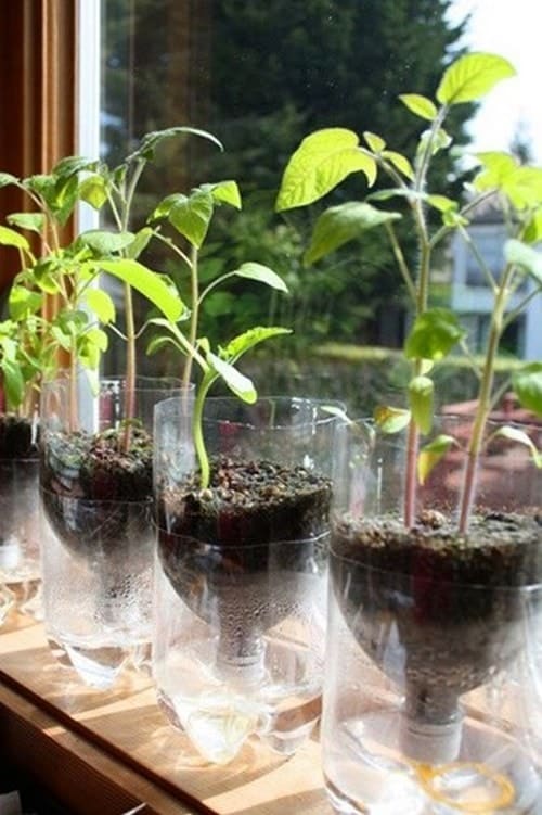 Cách trồng rau sạch bằng vỏ chai nhựa 9 cố định chai nhựa và nguần nước ổn định cho cây phát triển