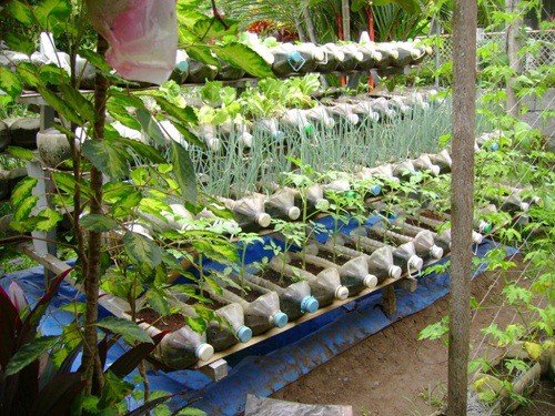 Cách trồng rau sạch bằng vỏ chai nhựa 18 thật ngưỡng mộ trước sự sáng tạo từ chai nhựa