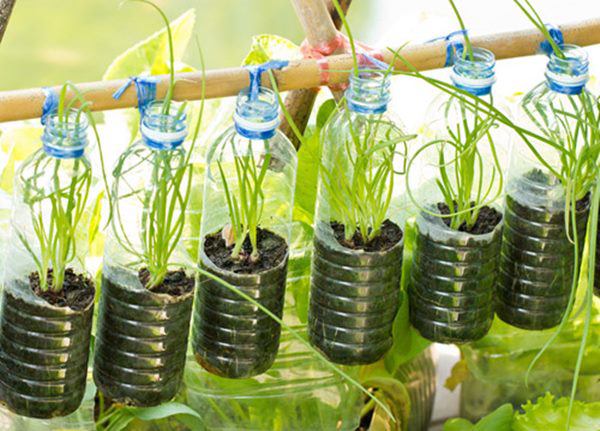 Cách trồng rau sạch bằng vỏ chai nhựa 26 cố định chai nhựa để trồng rau